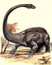 : Diplodocus  Marsh, 1878 = 
