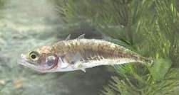 Трёхиглая колюшка (Gasterosteus aculeatus)
