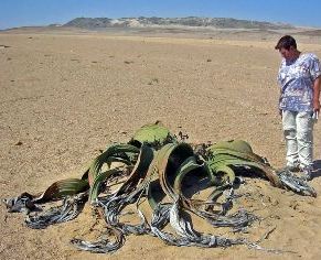,   (Welwitschia mirabilis)