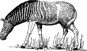 (Equus quagga quagga)
