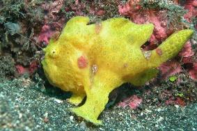- - anglerfish,  frogfish - - (),    (stonefish)
