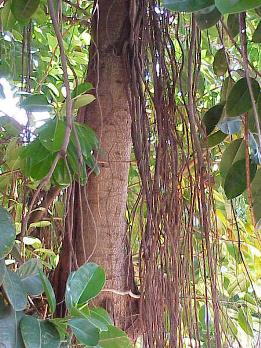   = Ficus elastica