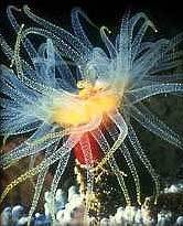 коралловый полип морская анемона