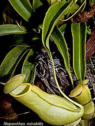  (Nepenthes) 