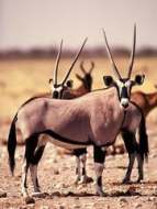 : Oryx gazella Linnaeus = ,  