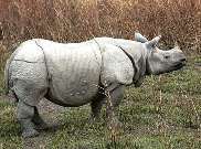 Rhinoceros Linnaeus, 1758 =  