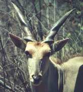 Tragelaphus (Taurotragus) oryx Pallas = () 