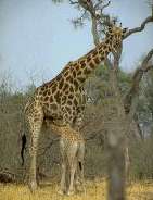   Giraffa camelopardalis