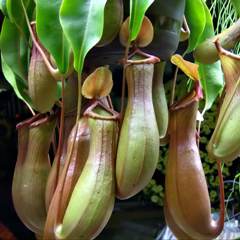  (Nepenthes) 
