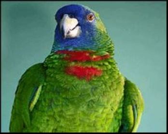 Amazona arausiaca = Красношейный попугай
