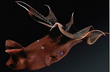адский кальмар-вампир Vampyroteuthis infernalis