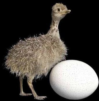 страусенок и яйцо