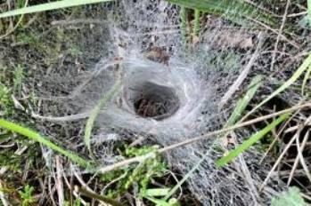 Пауки-землекопы (Atypidae) или атипичные тарантулы
