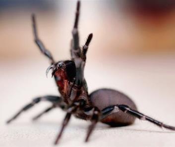 Пауки-землекопы (Atypidae) или атипичные тарантулы