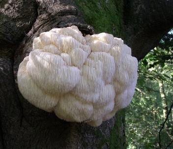 Ежовик гребенчатый, Львиная грива, Бородатый гриб, Грибная лапша (Hericium erinaceus)