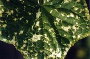 Зеленая крапчатая, или английская мозаика огурца