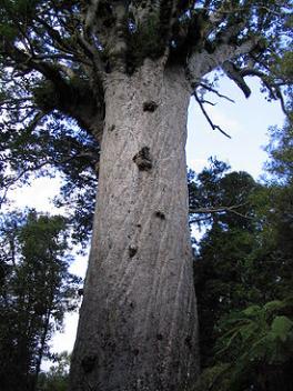 Новозеландское дерево каури = Agathis australis