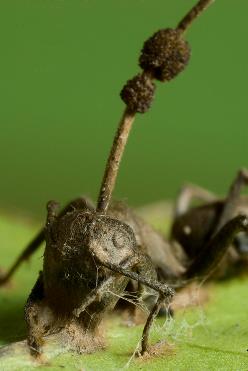     (Ophiocordyceps unilateralis)