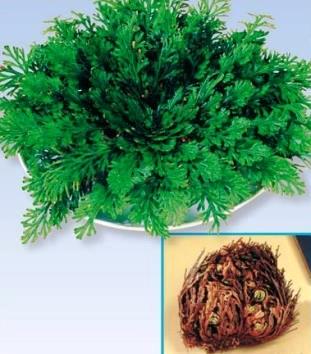Selaginella lepidophylla = Селагинелла чешуелистная 
