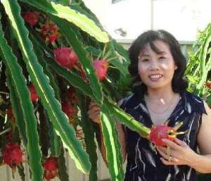 Фото плодов кактусов