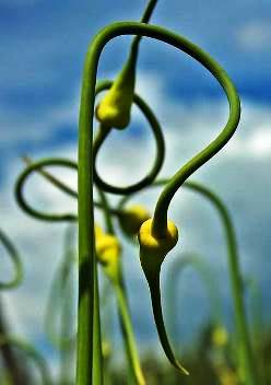 Чеснок = Allium sativum