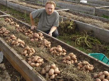 Выращивание картофеля в грядах-коробах