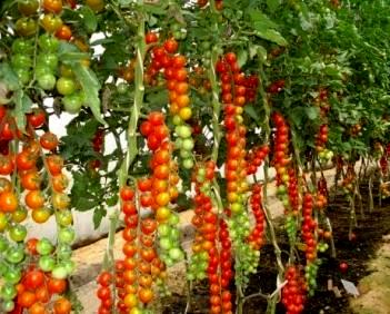 Высокорослые томаты