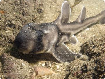 Heterodontus portusjacksoni (Meyer) = Австралийская бычья [австралийская рогатая] акула