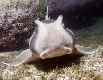 Heterodontus portusjacksoni (Meyer) = Австралийская бычья [австралийская рогатая] акула