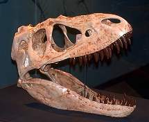 : Albertosaurus (Gorgosaurus) = 