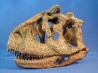 Carnotaurus sastrei  Bonaparte, 1985 = 