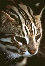 Бенгальская карликовая кошка