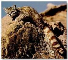 Вид: Андская кошка, Andean mountain cats