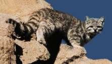 Вид: Андская кошка, Andean mountain cats
