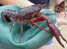 Красный флоридский (болотный, вьетнамский) рак Procambarus clarkii