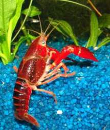 Красный флоридский (болотный, вьетнамский) рак Procambarus clarkii