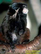  Saguinus nigricollis = Тамарин (Black-mantled Tamarin) 
