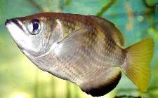 Рыба-брызгун = Toholes jaculator