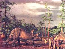Triceratops  Marsh, 1889 = 