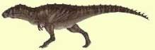 : Acrocanthosaurus atokensis  = 