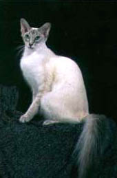 Балинезийская кошка - балинез