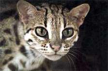 Бенгальская карликовая кошка