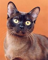 Бурманская короткошерстная кошка