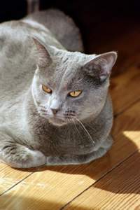 Картезианская (шартрез) кошка