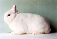 Фото Карликовые кролики породы Гермелин 