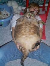 Кошка домашняя ожиревшая