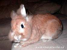 Карликовый
 кролик Фото