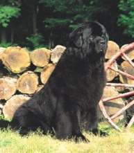 Собака породы Ньюфаундленд (NEWFOUNDLAND)
