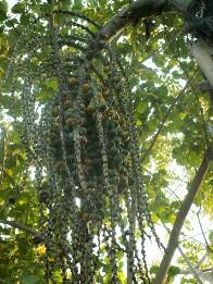 Сахарная пальма — Arenga saccharifera 