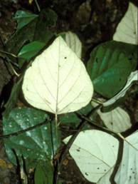 Кураре Chondrodendron tomentosum